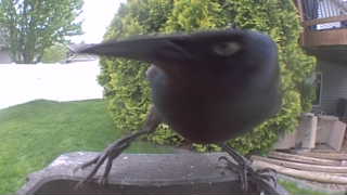 american crow
