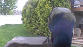 common grackle