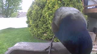 common grackle