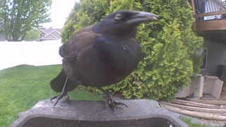 common grackle