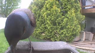 common grackle