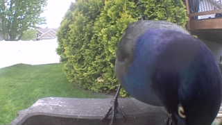 common grackle