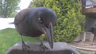 common grackle