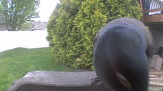 common grackle