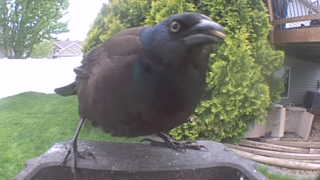 common grackle