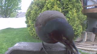 european starling