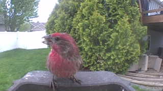 house finch