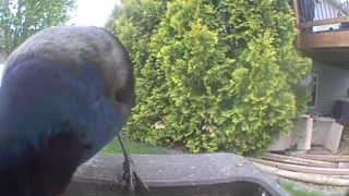 dark-eyed junco