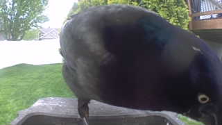 common grackle
