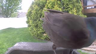 common grackle