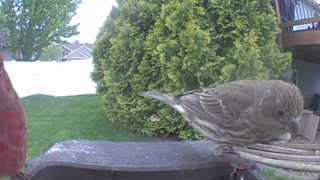 house finch