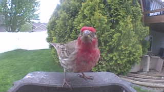 house finch