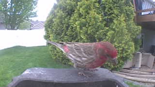 house finch