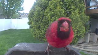 northern cardinal