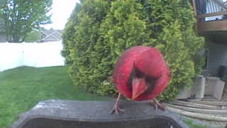 northern cardinal