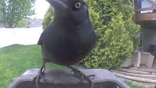 common grackle
