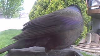 common grackle