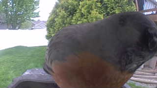 american robin