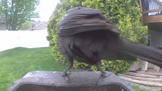 american crow
