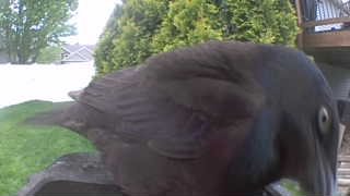 common grackle