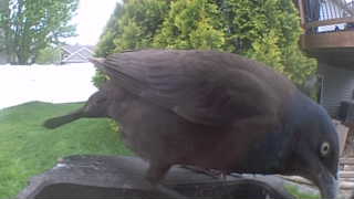 common grackle