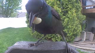 common grackle