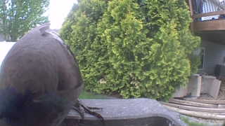 american crow