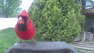 northern cardinal