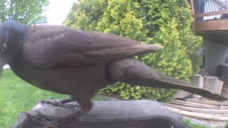 common grackle
