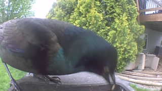 common grackle