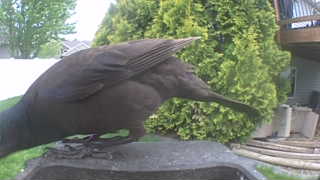 common grackle