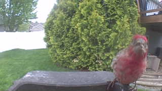 house finch