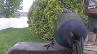 common grackle