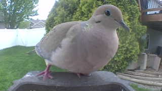 mourning dove