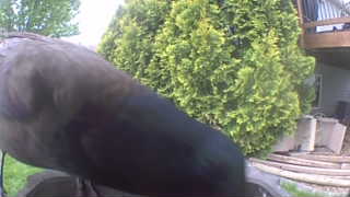 american crow