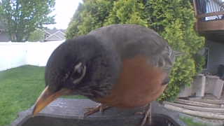 american robin