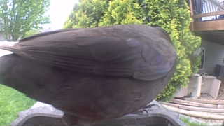 american robin