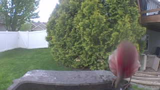 purple finch