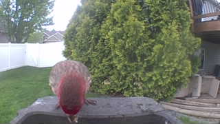house finch