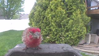house finch