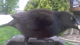 common grackle