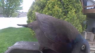 common grackle
