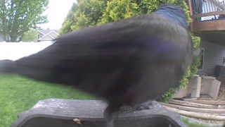 common grackle