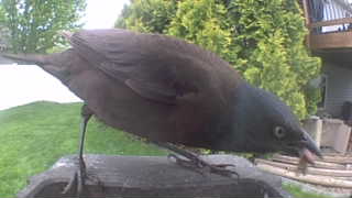common grackle