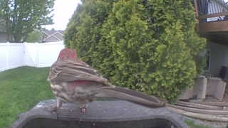 house finch