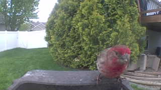 house finch