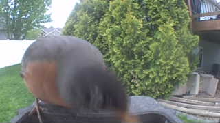 american robin