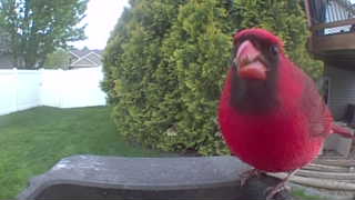 northern cardinal