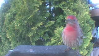 house finch