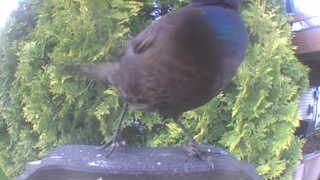 common grackle